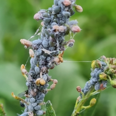 Brevicoryne brassicae (Cabbage Aphid) at O'Malley, ACT - 2 Sep 2022 by Mike