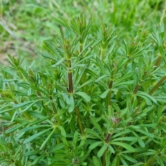 Galium aparine (Goosegrass, Cleavers) at O'Malley, ACT - 2 Sep 2022 by Mike