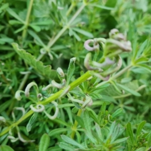 Galium aparine at O'Malley, ACT - 2 Sep 2022