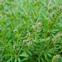 Galium aparine at O'Malley, ACT - 2 Sep 2022 04:28 PM