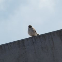 Falco cenchroides (Nankeen Kestrel) at Paddys River, ACT - 2 Sep 2022 by SteveBorkowskis
