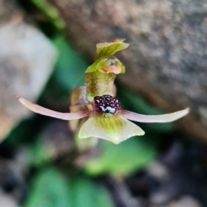 Chiloglottis trapeziformis at Acton, ACT - 2 Sep 2022