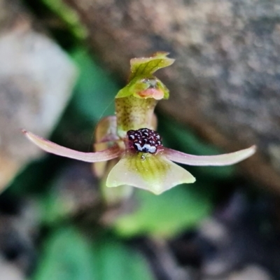 Chiloglottis trapeziformis (Diamond Ant Orchid) at ANBG South Annex - 2 Sep 2022 by RobG1