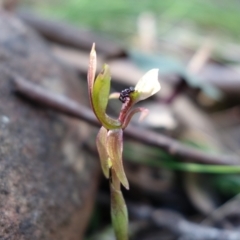 Chiloglottis trapeziformis at Acton, ACT - suppressed