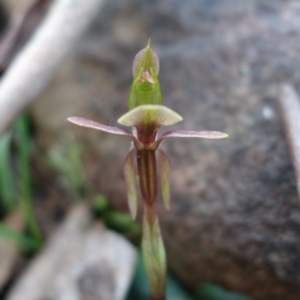 Chiloglottis trapeziformis at Acton, ACT - 2 Sep 2022