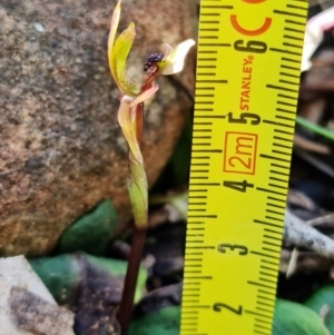 Chiloglottis trapeziformis at Acton, ACT - 2 Sep 2022