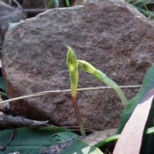 Chiloglottis trapeziformis at Acton, ACT - 2 Sep 2022