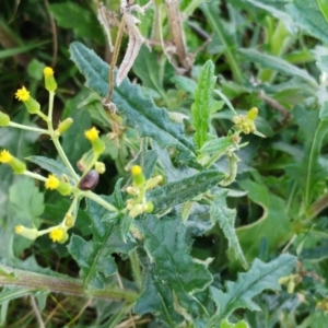 Senecio hispidulus at Molonglo Valley, ACT - 31 Aug 2022