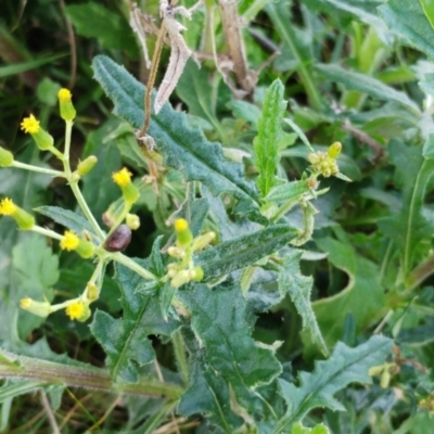 Senecio hispidulus (Hill Fireweed) at Molonglo Valley, ACT - 31 Aug 2022 by sangio7