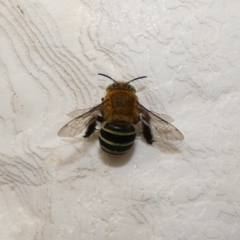 Amegilla (Zonamegilla) asserta (Blue Banded Bee) at McKellar, ACT - 13 Feb 2022 by Birdy