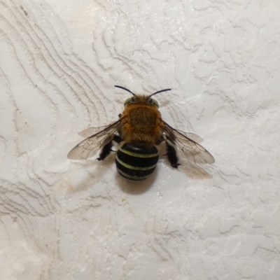 Amegilla (Zonamegilla) asserta (Blue Banded Bee) at McKellar, ACT - 13 Feb 2022 by Amata