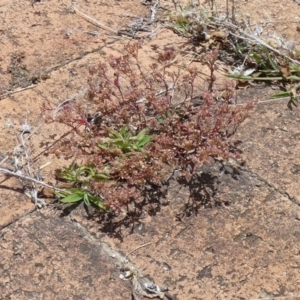 Polycarpon tetraphyllum at McKellar, ACT - suppressed