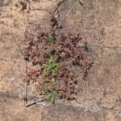 Polycarpon tetraphyllum at McKellar, ACT - suppressed