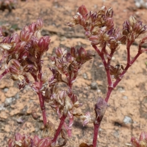 Polycarpon tetraphyllum at McKellar, ACT - suppressed