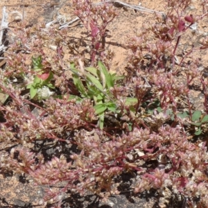 Polycarpon tetraphyllum at McKellar, ACT - suppressed