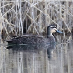 Anas superciliosa (Pacific Black Duck) at Paddys River, ACT - 31 Aug 2022 by HappyWanderer