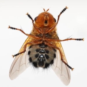 Microtropesa sinuata at Evatt, ACT - 2 Sep 2022