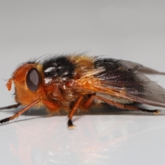 Microtropesa sinuata at Evatt, ACT - 2 Sep 2022 11:47 AM