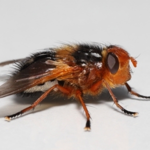 Microtropesa sinuata at Evatt, ACT - 2 Sep 2022