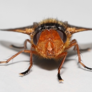 Microtropesa sinuata at Evatt, ACT - 2 Sep 2022