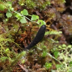 Geoglossum sp. (genus) (Earth tongue) at Paddys River, ACT - 18 Aug 2022 by TimL