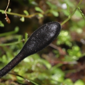 Geoglossum at Paddys River, ACT - 18 Aug 2022