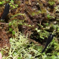 Geoglossum at Paddys River, ACT - 18 Aug 2022