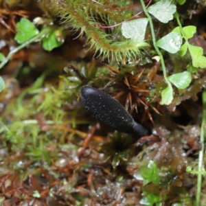 Geoglossum at Paddys River, ACT - 18 Aug 2022