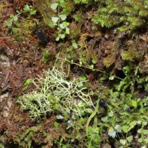 Geoglossum at Paddys River, ACT - 18 Aug 2022 11:18 AM