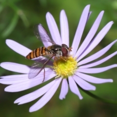 Episyrphus viridaureus (Hoverfly) at Wellington Point, QLD - 25 Aug 2022 by TimL