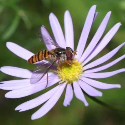 Episyrphus viridaureus (Hoverfly) at Wellington Point, QLD - 25 Aug 2022 by TimL