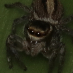 Maratus scutulatus at Murrumbateman, NSW - 28 Aug 2022 02:54 PM