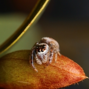 Opisthoncus sp. (genus) at Yass River, NSW - 28 Aug 2022