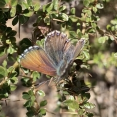 Paralucia spinifera (Bathurst or Purple Copper Butterfly) at Rendezvous Creek, ACT - 1 Sep 2022 by RAllen