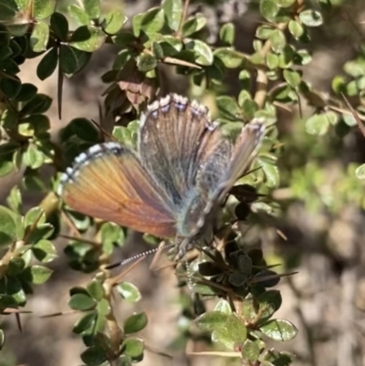 Paralucia spinifera (Bathurst or Purple Copper Butterfly) at suppressed - 1 Sep 2022 by RAllen