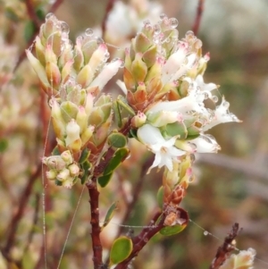 Brachyloma daphnoides at Molonglo Valley, ACT - 31 Aug 2022