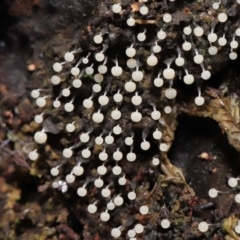 Physarum sp. (genus) (A slime mould) at Tidbinbilla Nature Reserve - 31 Aug 2022 by TimL