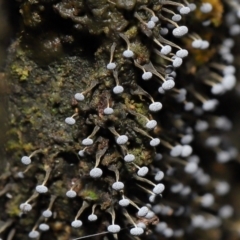 Physarum sp. (genus) (A slime mould) at Tidbinbilla Nature Reserve - 31 Aug 2022 by TimL