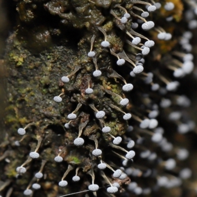 Physarum sp. (genus) (A slime mould) at Paddys River, ACT - 31 Aug 2022 by TimL