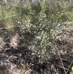 Styphelia fletcheri subsp. brevisepala (Twin Flower Beard-Heath) at Aranda Bushland - 3 Sep 2022 by lbradley