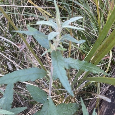 Olearia lirata (Snowy Daisybush) at Aranda, ACT - 3 Sep 2022 by lbradley