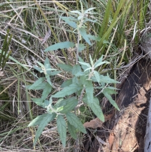 Olearia lirata at Aranda, ACT - 3 Sep 2022 01:25 PM