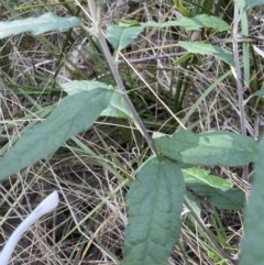 Olearia lirata at Aranda, ACT - 3 Sep 2022 01:25 PM