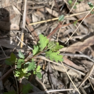 Lonicera japonica at Aranda, ACT - 3 Sep 2022 01:48 PM