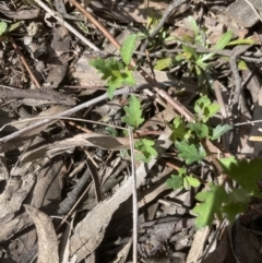 Lonicera japonica at Aranda, ACT - 3 Sep 2022