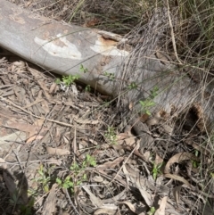 Lonicera japonica at Aranda, ACT - 3 Sep 2022