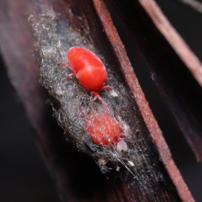 Trombidiidae (family) (Red velvet mite) at ANBG - 19 Aug 2022 by TimL