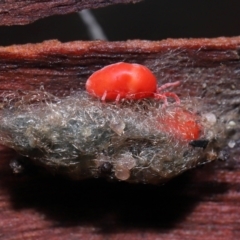 Trombidiidae (family) at Acton, ACT - 19 Aug 2022 01:35 PM