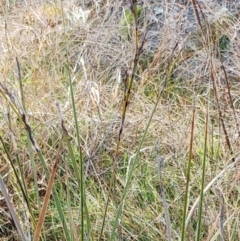 Lepidosperma laterale at Molonglo Valley, ACT - 31 Aug 2022