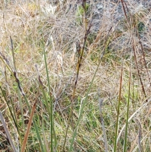 Lepidosperma laterale at Molonglo Valley, ACT - 31 Aug 2022